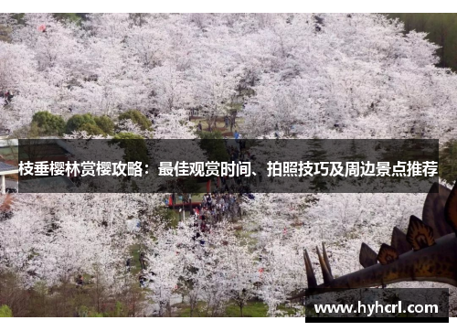 枝垂樱林赏樱攻略：最佳观赏时间、拍照技巧及周边景点推荐